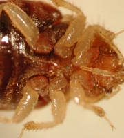 bottom-view-of-bed-bugs